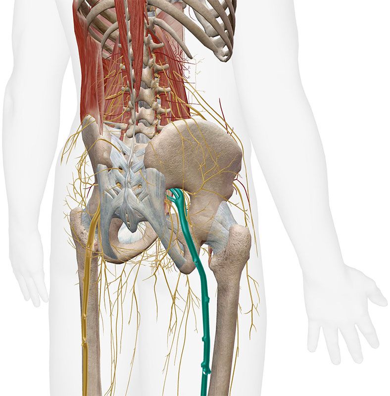 Area of sciatic nerve pain